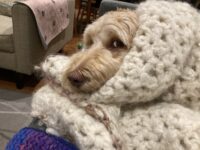 Mugo in a crochet blanket:
